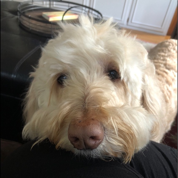 Meet your Posher, Michelle - Picture 1 of 1